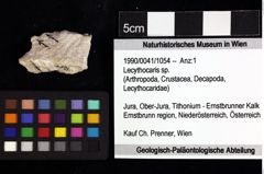 Foto (Objket + Etiketten) von Lecythocaris sp. 